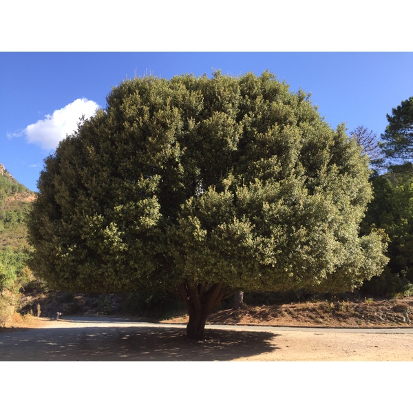 รูปถ่าย ฝรั่งเศส(France) คอร์สิคา(Corsica) เกนซา(Quenza) 2017-09 7