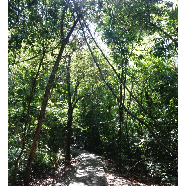 รูปถ่าย คอสตาริกา(Costa Rica) มานวยล์อันโตนีโอ(Manuel Antonio) 2015-03 12