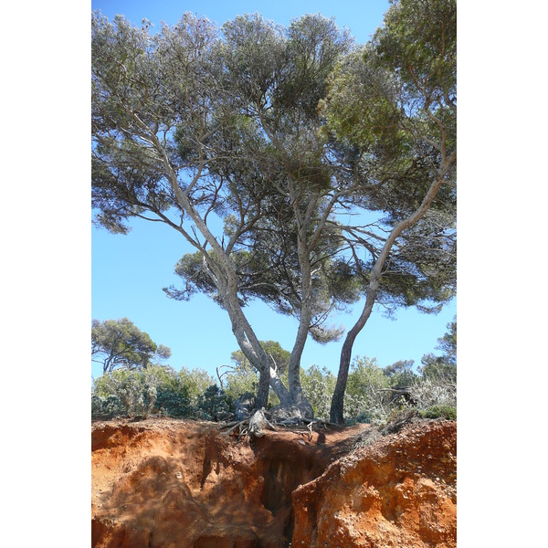 รูปถ่าย ฝรั่งเศส(France) เกาะปอร์เกอรอล(Porquerolles Island) หาดกูร์ตาด(Courtade beach) 2008-05 4