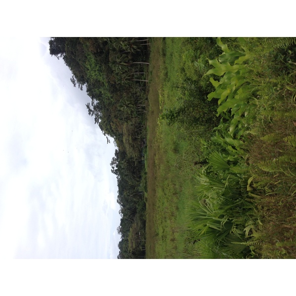 รูปถ่าย ปานามา(Panama) จากดาบิดไปโบกัสเดลโตโร(David to Bocas del toro) 2015-03 96