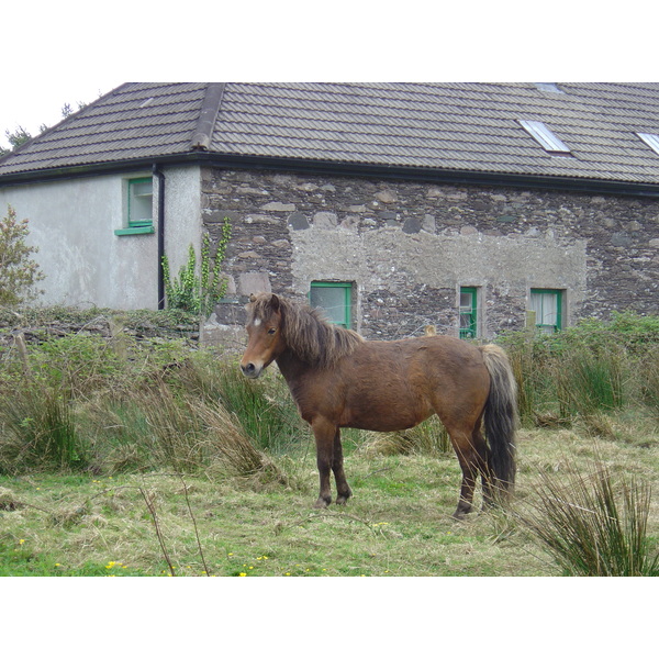 รูปถ่าย ไอร์แลนด์(Ireland) เคอร์รี่(Kerry) ปาร์คนาสิลล่า(Parknasilla) 2004-05 23