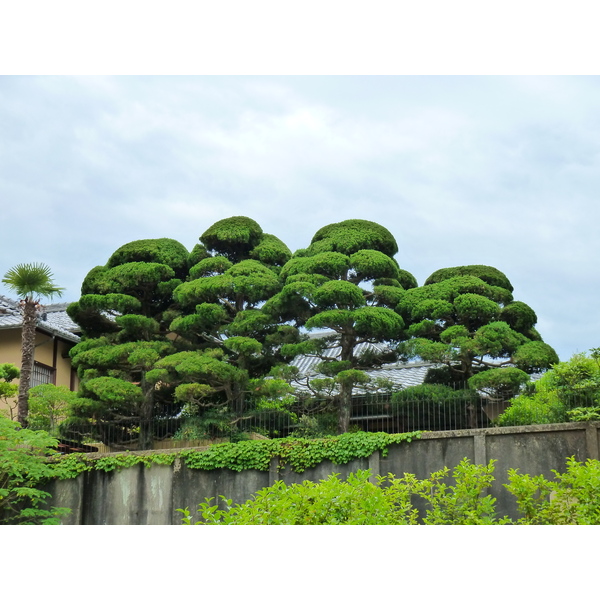 รูปถ่าย ญี่ปุ่น(Japan) เกียวโต(Kyoto) 2010-06 44