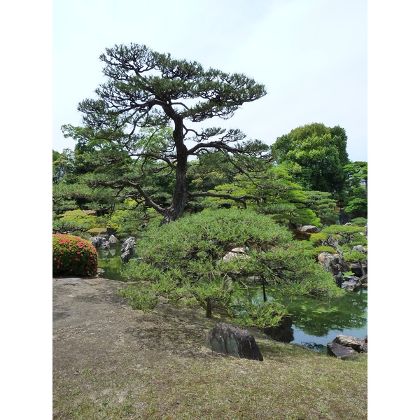 รูปถ่าย ญี่ปุ่น(Japan) เกียวโต(Kyoto) ปราสาทนิโจ(Nijo Castle) สวนนิโนมะรุ(Ninomaru Garden) 2010-06 22