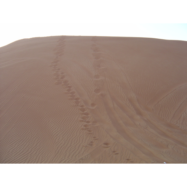 รูปถ่าย สหรัฐอาหรับเอมิเรตส์(United Arab Emirates) อาเลอิน(Al Ain) ทะเล(Desert) 2005-11 8