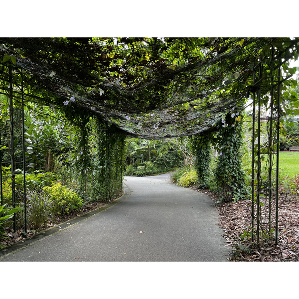รูปถ่าย สิงคโปร์(Singapore) สวนพฤกษศาสตร์สิงคโปร์(Singapore Botanic Gardens) 2023-01 90