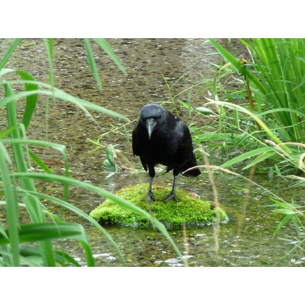รูปถ่าย ญี่ปุ่น(Japan) เกียวโต(Kyoto) สวนโชเซเอ็ง(Shosei en Garden) 2010-06 77