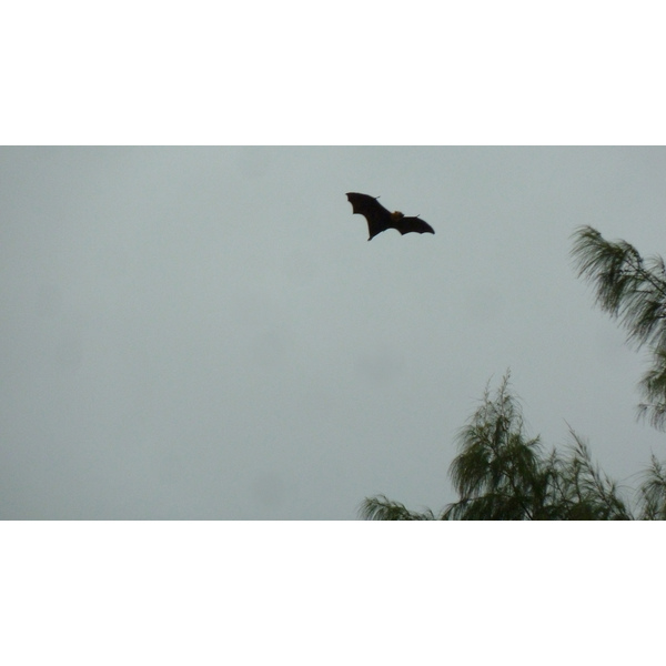 รูปถ่าย เซเชลส์(Seychelles) เกาะกูรีเยิซ(Curieuse) 2011-10 29