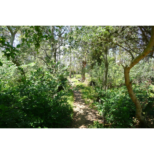 รูปถ่าย ฝรั่งเศส(France) เกาะปอร์เกอรอล(Porquerolles Island) ที่ราบกูร์ตาด(Plaine de la courtade) 2008-05 40