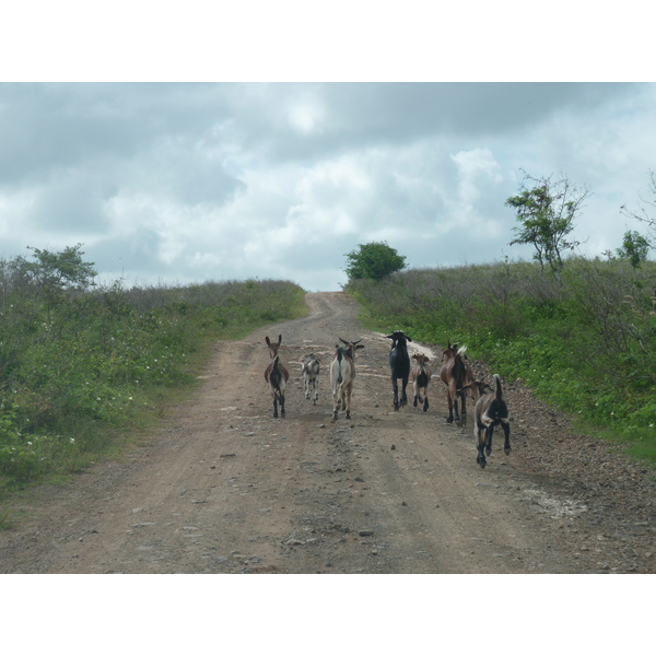 รูปถ่าย ฟิจิ(Fiji) ถนนจากนาดีไปนาตาโดลา(Nadi to Natadola road) 2010-05 23