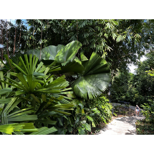 รูปถ่าย สิงคโปร์(Singapore) สวนพฤกษศาสตร์สิงคโปร์(Singapore Botanic Gardens) 2023-01 126