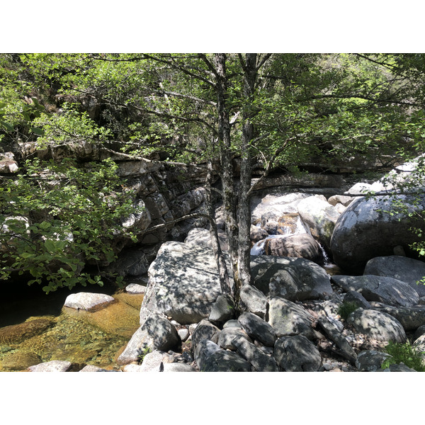 รูปถ่าย ฝรั่งเศส(France) คอร์สิคา(Corsica) ป่าไอโตเน(Aitone Forest) 2021-06 51