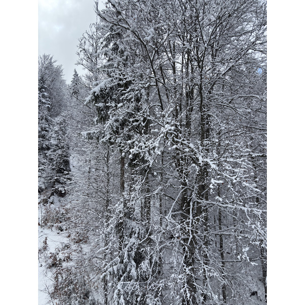 รูปถ่าย ฝรั่งเศส(France) ปรา-ซูร์-อาร์ลี(Praz sur Arly) 2025-02 81