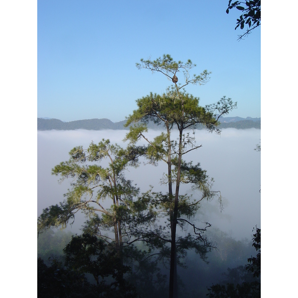 รูปถ่าย ไทย(Thailand) ปางมะผ้า(Pang Mapha) 2005-12 191