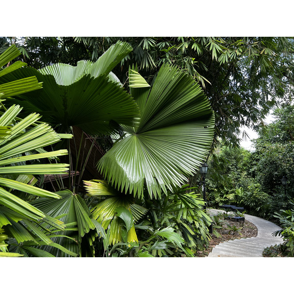 รูปถ่าย สิงคโปร์(Singapore) สวนพฤกษศาสตร์สิงคโปร์(Singapore Botanic Gardens) 2023-01 21