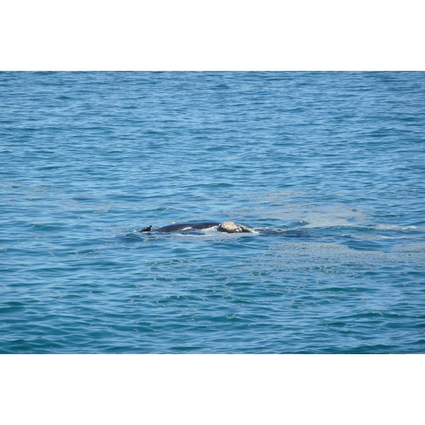 รูปถ่าย แอฟริกาใต้(South Africa) เฮอร์มานัส(Harmanus) 2008-09 105