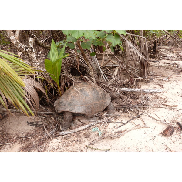 รูปถ่าย เซเชลส์(Seychelles) เกาะกูรีเยิซ(Curieuse) 2011-10 26