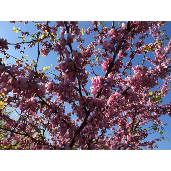 รูปถ่าย ฝรั่งเศส(France) ปารีส(Paris) บากาแตล(Bagatelles) 2017-04 13