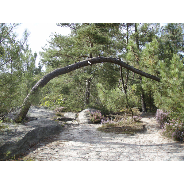 รูปถ่าย ฝรั่งเศส(France) ฟงเทนโบล(Fontainebleau) ทัวร์ป่า(Circuit des 25 bosses) 2007-08 107
