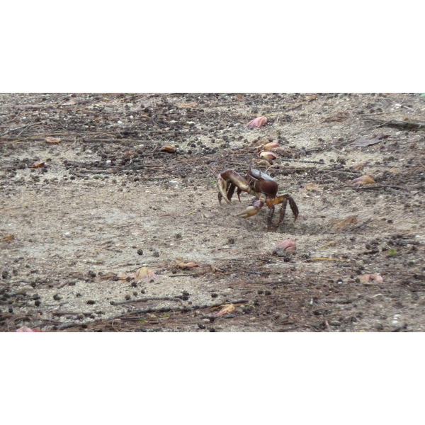 รูปถ่าย เซเชลส์(Seychelles) เกาะกูรีเยิซ(Curieuse) 2011-10 45