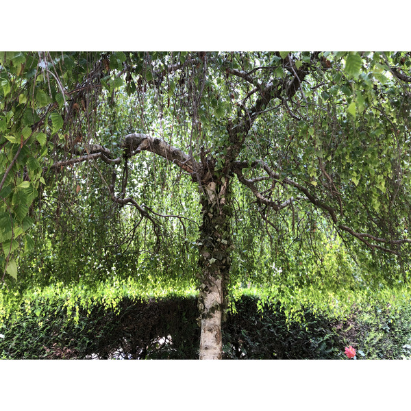 รูปถ่าย ฝรั่งเศส(France) ปารีส(Paris) สวนมงโซ(Monceau Garden) 2020-06 2