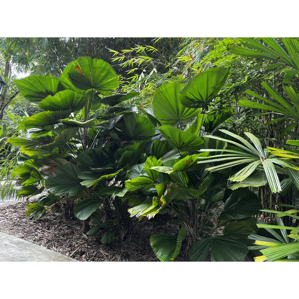 รูปถ่าย สิงคโปร์(Singapore) สวนพฤกษศาสตร์สิงคโปร์(Singapore Botanic Gardens) 2023-01 94