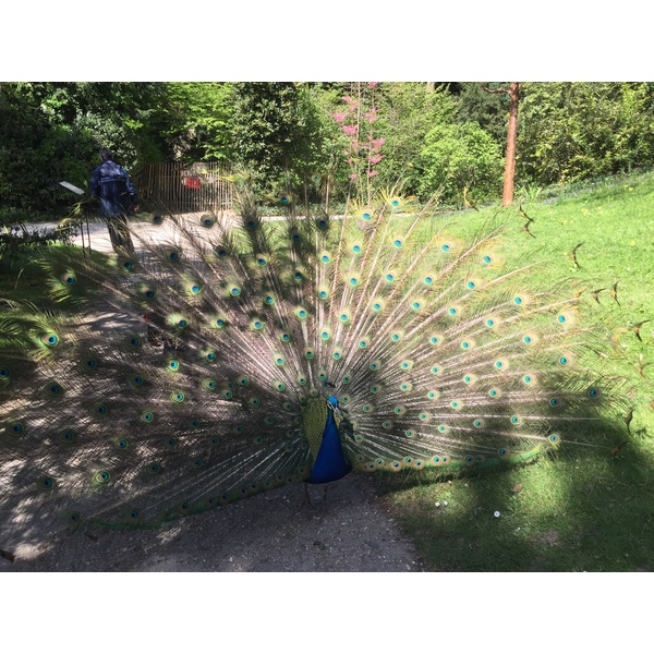 รูปถ่าย ฝรั่งเศส(France) ปารีส(Paris) บากาแตล(Bagatelles) 2017-04 17