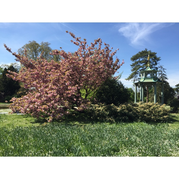 รูปถ่าย ฝรั่งเศส(France) ปารีส(Paris) บากาแตล(Bagatelles) 2017-04 19
