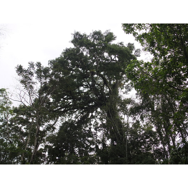 รูปถ่าย คอสตาริกา(Costa Rica) ปวยร์โตเบียโฆเดตาลามังกา(Puerto Viejo de Talamanca) 2015-03 51