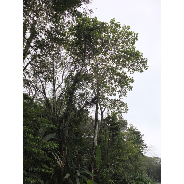 รูปถ่าย คอสตาริกา(Costa Rica) ปวยร์โตเบียโฆเดตาลามังกา(Puerto Viejo de Talamanca) 2015-03 4
