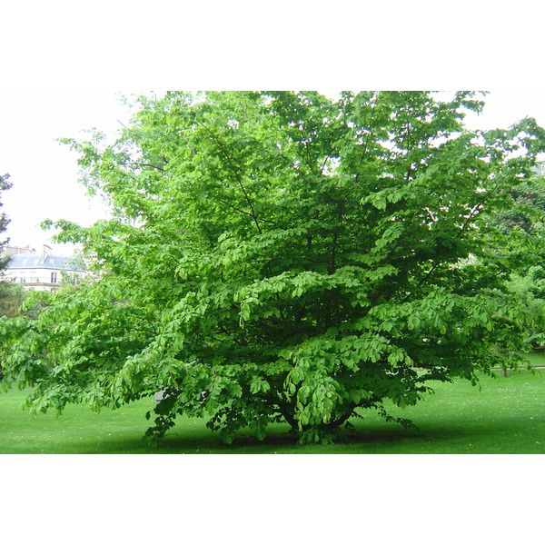 รูปถ่าย ฝรั่งเศส(France) ปารีส(Paris) สวนลักเซมเบิร์ก(Luxembourg Garden) 2007-04 148