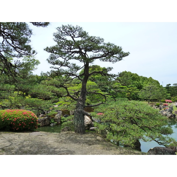 รูปถ่าย ญี่ปุ่น(Japan) เกียวโต(Kyoto) ปราสาทนิโจ(Nijo Castle) สวนนิโนมะรุ(Ninomaru Garden) 2010-06 8