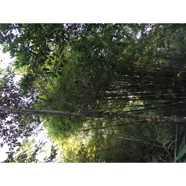 รูปถ่าย ไทย(Thailand) อุทยานแห่งชาติภูหินร่องกล้า(Phu Hin Rong Kla National Park) 2014-12 151