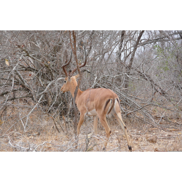 รูปถ่าย แอฟริกาใต้(South Africa) อุทยานแห่งชาติครูเกอร์(Kruger National Park) 2008-09 140