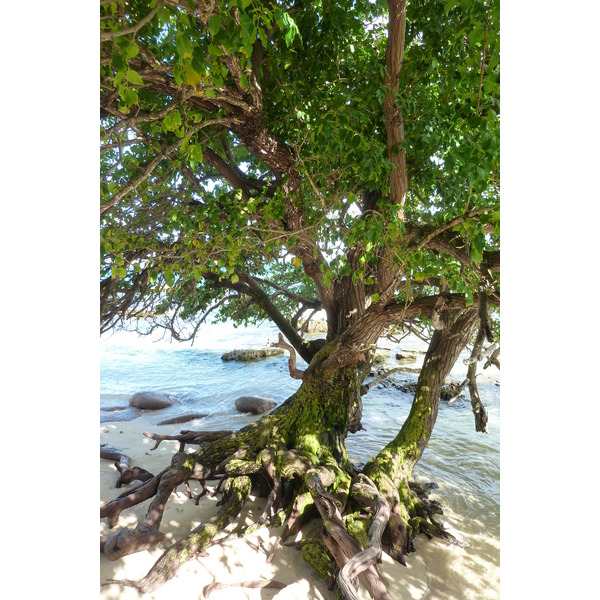 รูปถ่าย เซเชลส์(Seychelles) เกาะปราลิน(Praslin) 2011-10 178