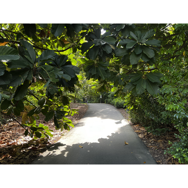 รูปถ่าย สิงคโปร์(Singapore) สวนพฤกษศาสตร์สิงคโปร์(Singapore Botanic Gardens) 2023-01 62