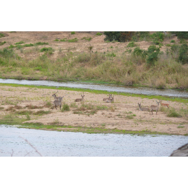 รูปถ่าย แอฟริกาใต้(South Africa) อุทยานแห่งชาติครูเกอร์(Kruger National Park) แม่น้ำครอกโคไดล์(Crocodile River) 2008-09 46