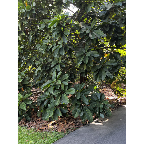 รูปถ่าย สิงคโปร์(Singapore) สวนพฤกษศาสตร์สิงคโปร์(Singapore Botanic Gardens) 2023-01 46