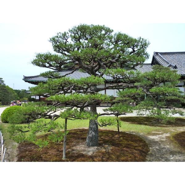 รูปถ่าย ญี่ปุ่น(Japan) เกียวโต(Kyoto) ปราสาทนิโจ(Nijo Castle) 2010-06 89