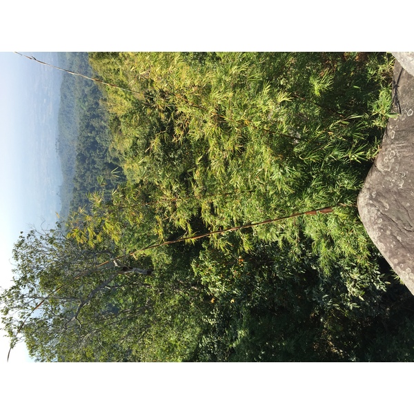รูปถ่าย ไทย(Thailand) อุทยานแห่งชาติภูหินร่องกล้า(Phu Hin Rong Kla National Park) 2014-12 142