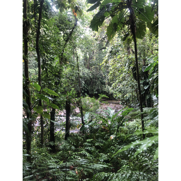 รูปถ่าย กวาเดอลูป(Guadeloupe) น้ำตกกุ้งเครย์ฟิช(Cascade aux ecrevisses) 2021-02 13