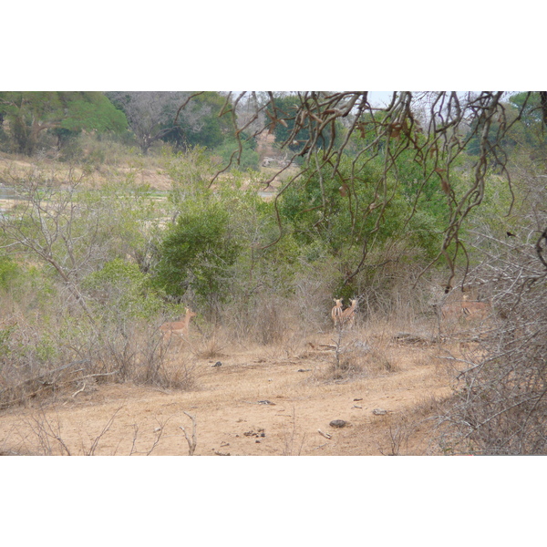 รูปถ่าย แอฟริกาใต้(South Africa) อุทยานแห่งชาติครูเกอร์(Kruger National Park) แม่น้ำครอกโคไดล์(Crocodile River) 2008-09 25