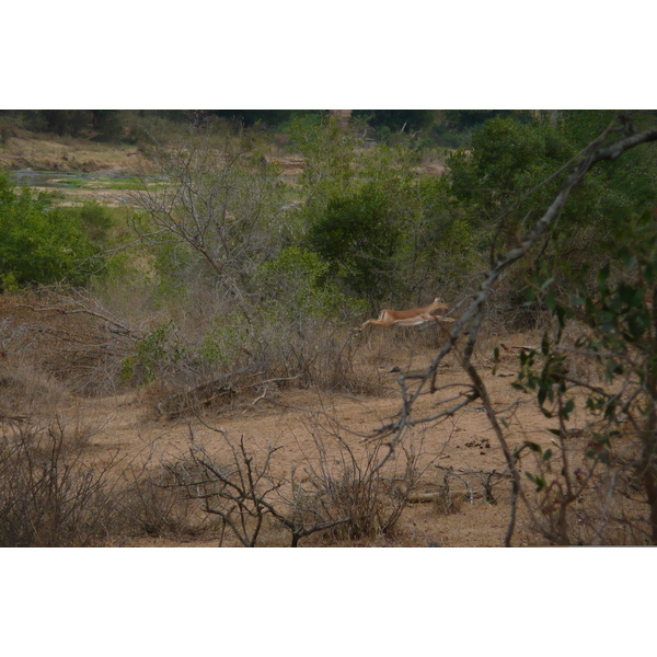 รูปถ่าย แอฟริกาใต้(South Africa) อุทยานแห่งชาติครูเกอร์(Kruger National Park) แม่น้ำครอกโคไดล์(Crocodile River) 2008-09 20