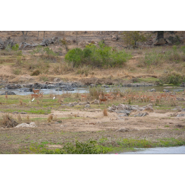 รูปถ่าย แอฟริกาใต้(South Africa) อุทยานแห่งชาติครูเกอร์(Kruger National Park) แม่น้ำครอกโคไดล์(Crocodile River) 2008-09 7