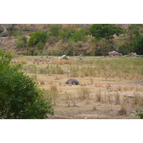 รูปถ่าย แอฟริกาใต้(South Africa) อุทยานแห่งชาติครูเกอร์(Kruger National Park) แม่น้ำครอกโคไดล์(Crocodile River) 2008-09 75