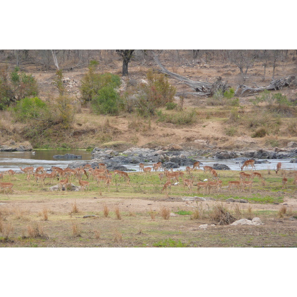 รูปถ่าย แอฟริกาใต้(South Africa) อุทยานแห่งชาติครูเกอร์(Kruger National Park) แม่น้ำครอกโคไดล์(Crocodile River) 2008-09 13
