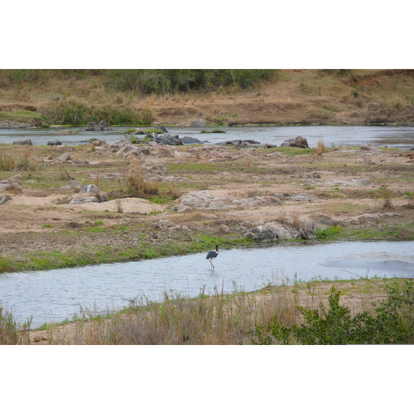 รูปถ่าย แอฟริกาใต้(South Africa) อุทยานแห่งชาติครูเกอร์(Kruger National Park) แม่น้ำครอกโคไดล์(Crocodile River) 2008-09 8