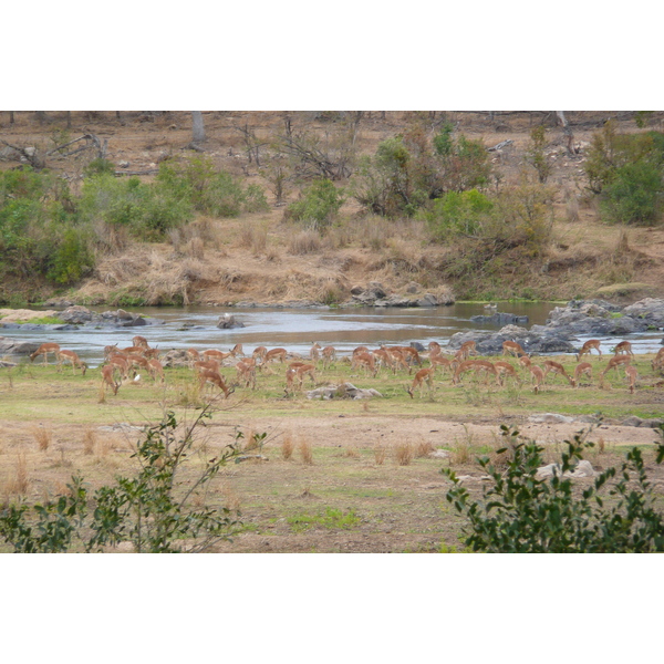 รูปถ่าย แอฟริกาใต้(South Africa) อุทยานแห่งชาติครูเกอร์(Kruger National Park) แม่น้ำครอกโคไดล์(Crocodile River) 2008-09 68