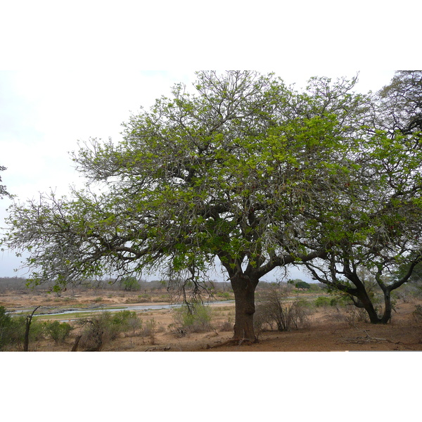 รูปถ่าย แอฟริกาใต้(South Africa) อุทยานแห่งชาติครูเกอร์(Kruger National Park) แม่น้ำครอกโคไดล์(Crocodile River) 2008-09 66