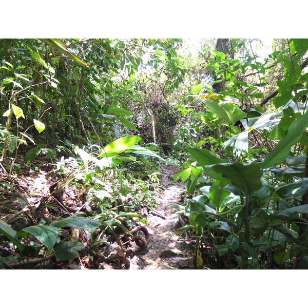รูปถ่าย ปานามา(Panama) เกาะบาสติเมนโตส(Bastimentos) 2015-03 73