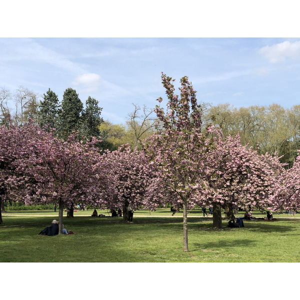 รูปถ่าย ฝรั่งเศส(France) สวนโซ(Parc de Sceaux) 2019-04 0